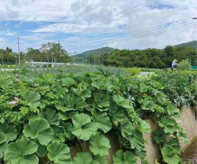 農業体験専用の畑